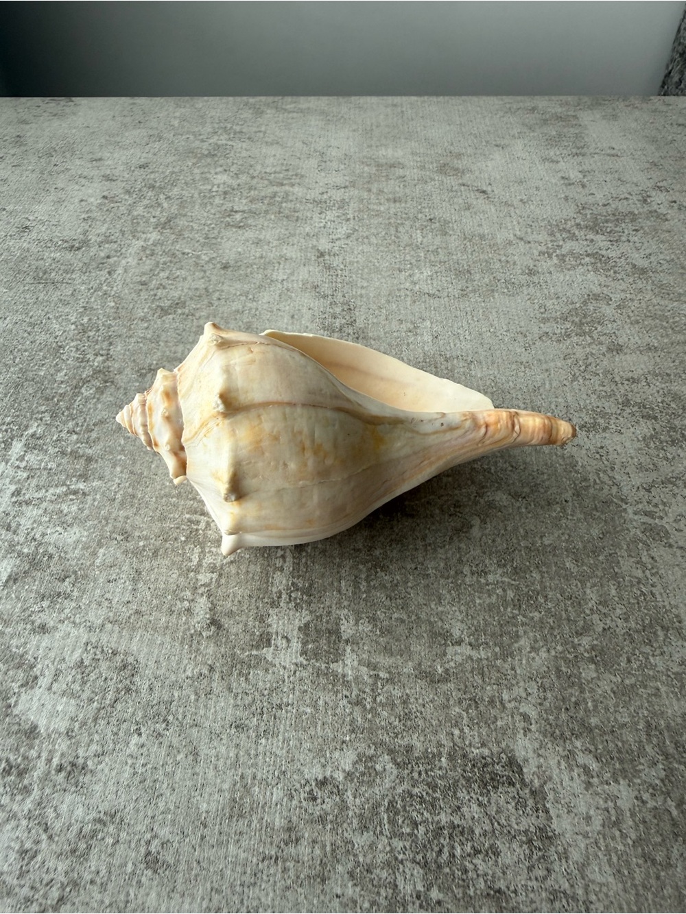Natural Whelk Seashell - Cream and Soft Tan
